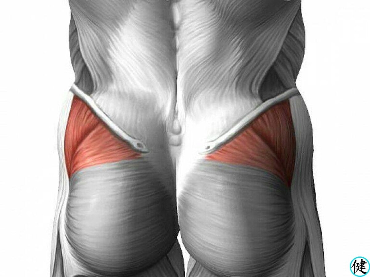 Gluteus formosus - modeltradez